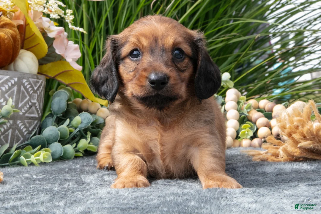 Miniature Dachshund dogs for sale: Kylie - Ad 2