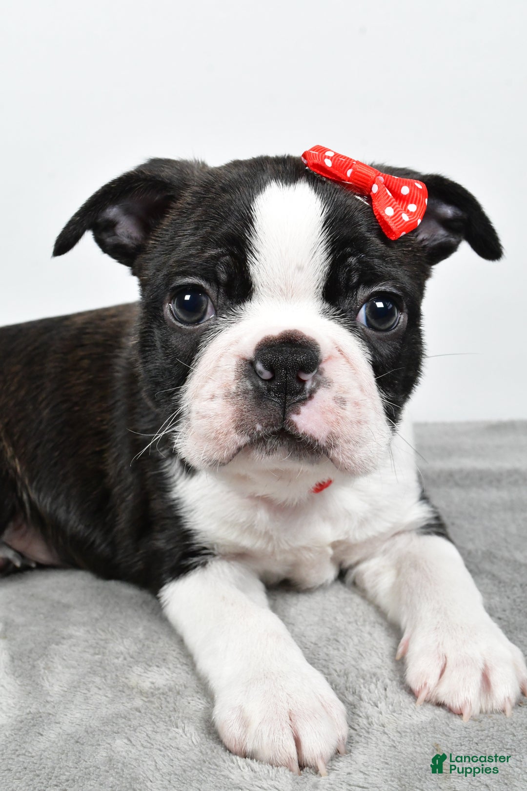 Mixed Breed dogs for sale: Snickers - Ad 2