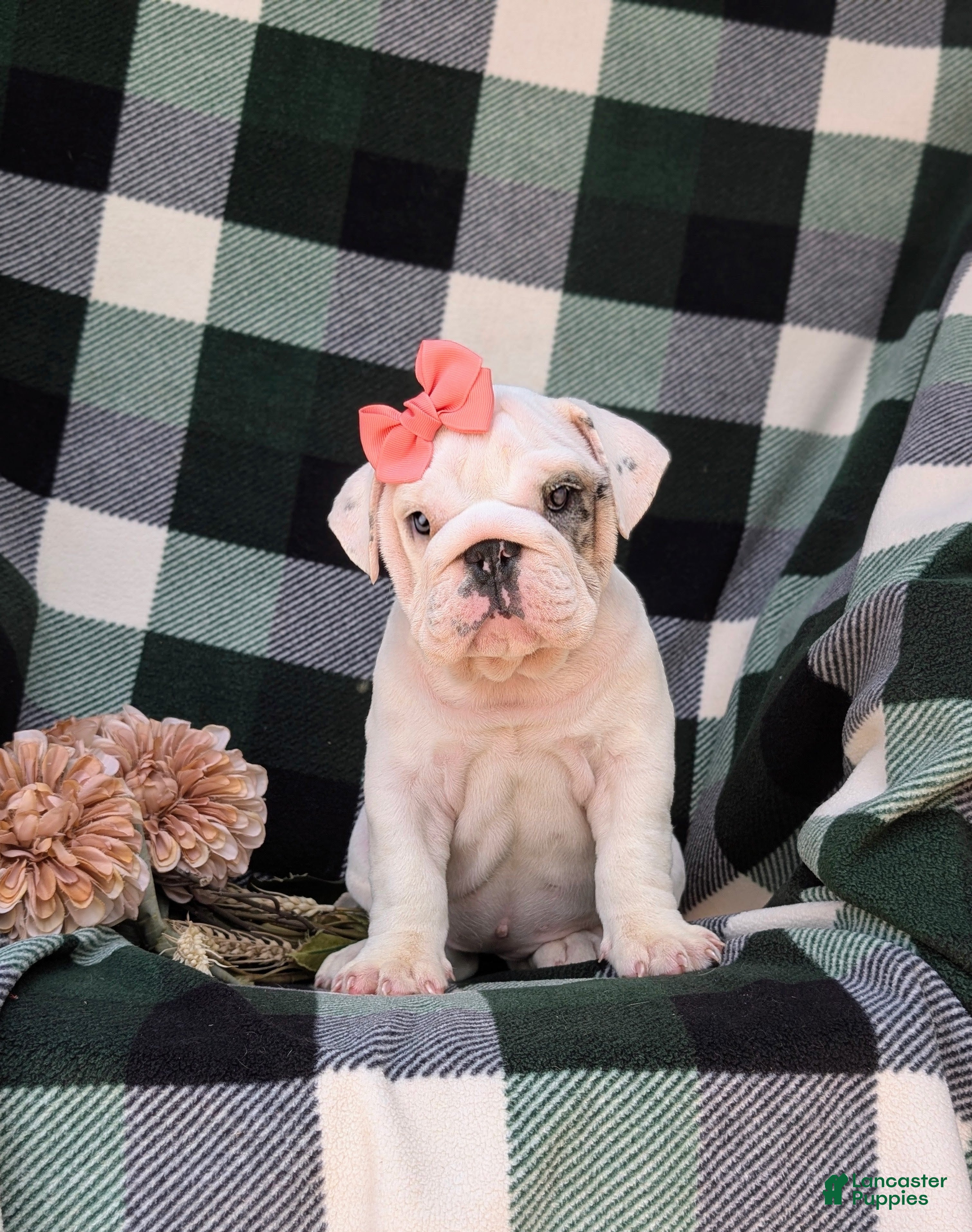English Bulldog dogs Tyna - Ad 2