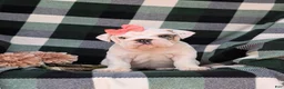 English Bulldog dogs for sale: Tyna - Ad 2