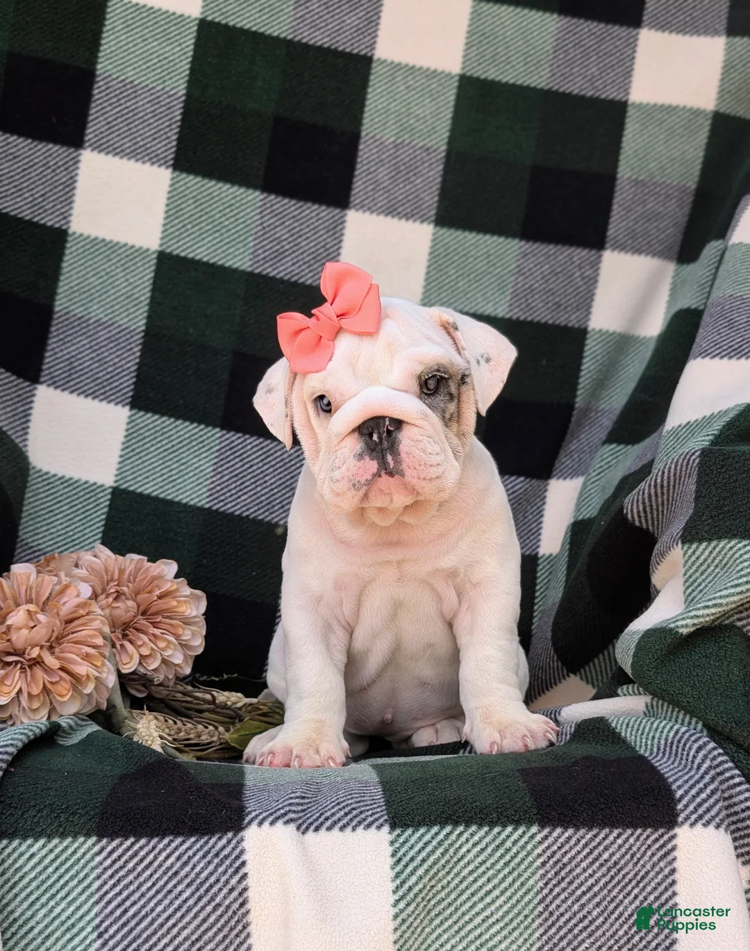 English Bulldog dogs for sale: Tyna - Ad 2