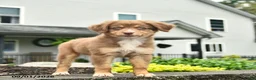 Australian Shepherd dogs for sale: Dancer  - Ad 4
