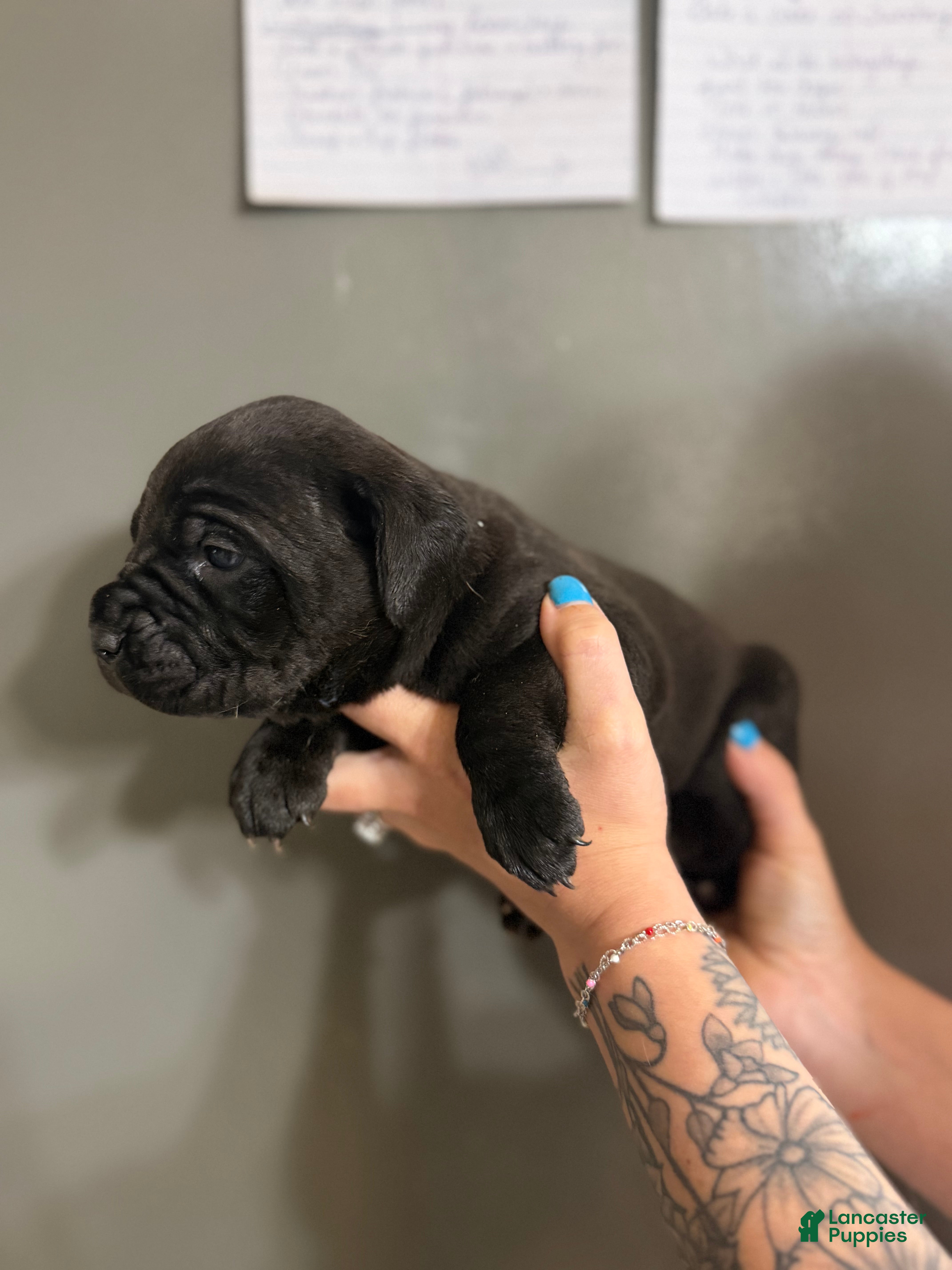 Cane Corso dogs BEAR - Ad 14