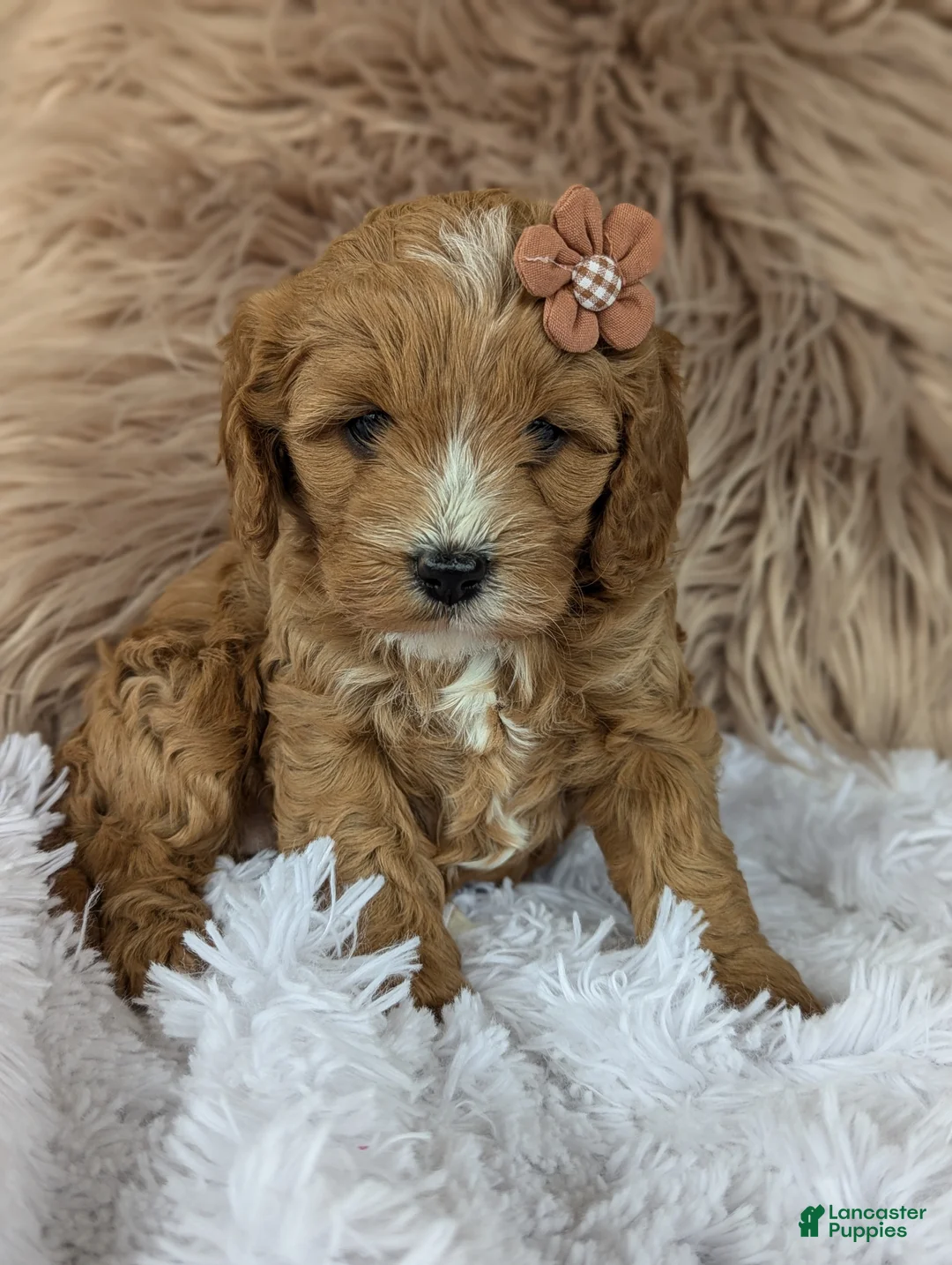 Cavapoo dogs for sale: Bellie  - Ad 2