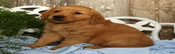 Golden Retriever dogs for sale: Sasha - Ad 7