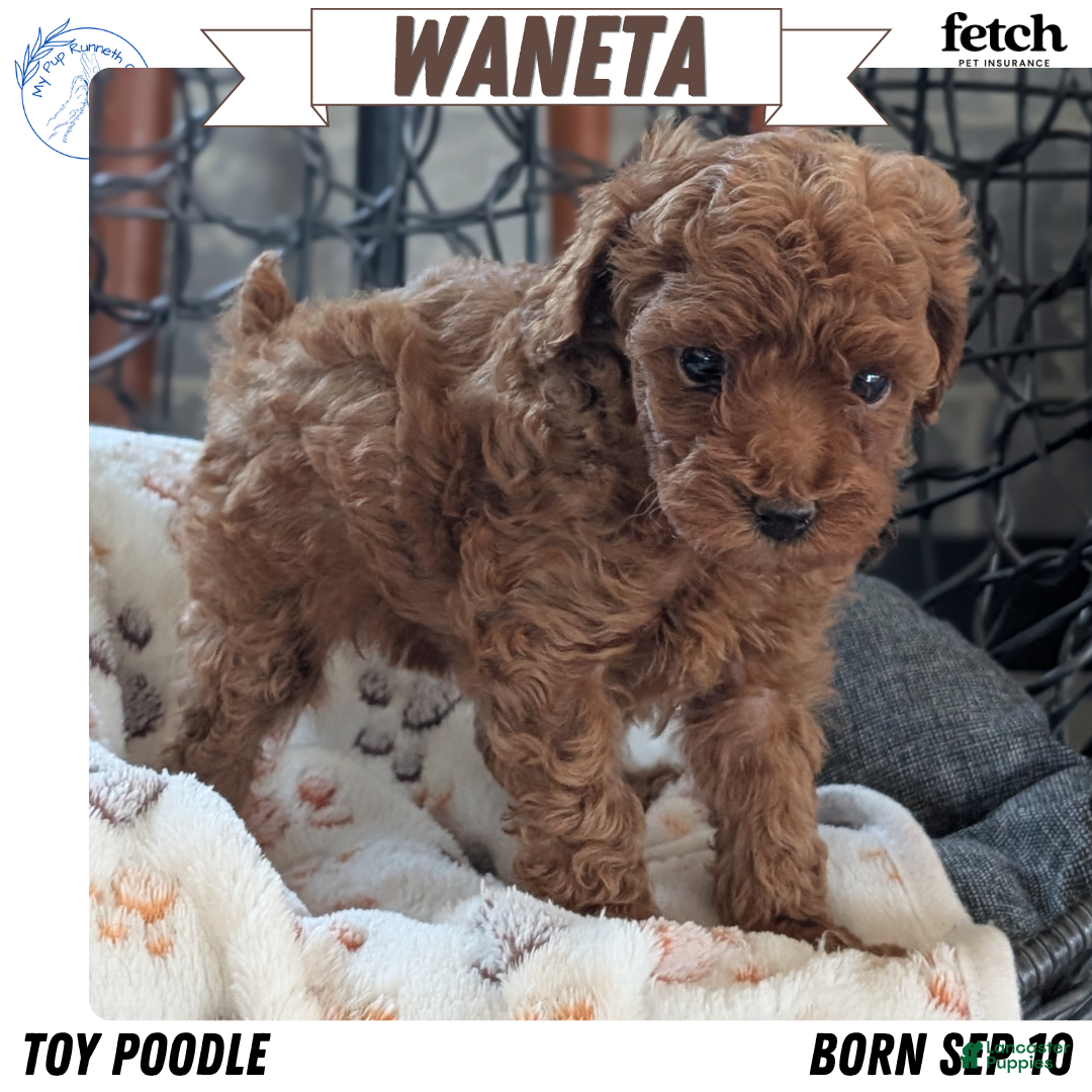 Toy Poodle dogs for sale: Waneta - Ad 1