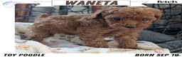 Toy Poodle dogs for sale: Waneta - Ad 1