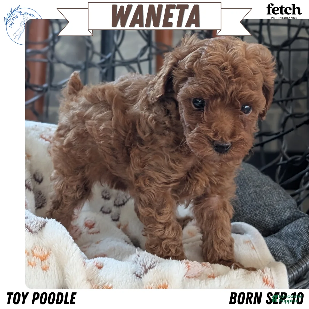 Toy Poodle dogs for sale: Waneta - Ad 1