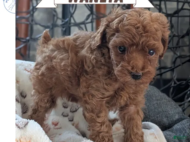 Toy Poodle dogs for sale: Waneta - Ad 1
