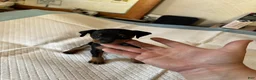 Miniature Pinscher dogs for sale: Miniature Pinscher Puppy 3 - Ad 1