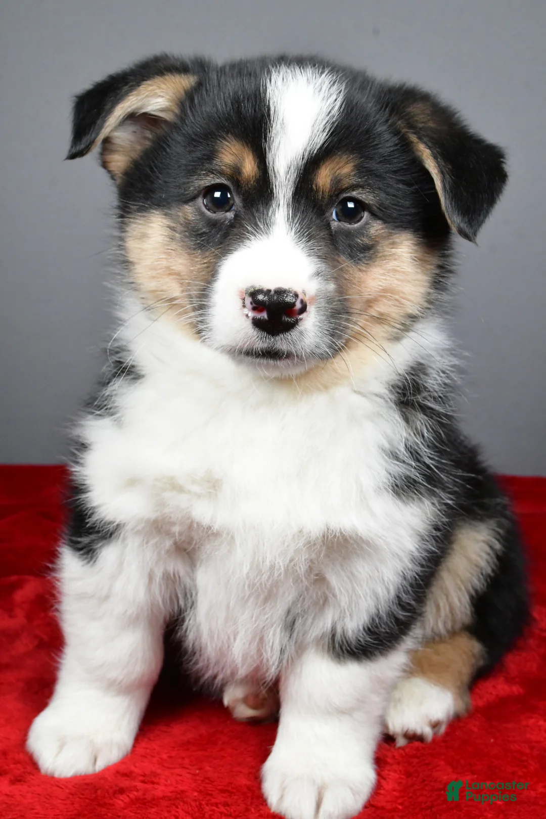 Mixed Breed dogs for sale: Theo - Ad 1