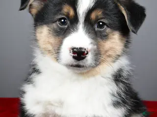 Mixed Breed dogs for sale: Theo - Ad 3