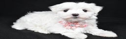 Maltese dogs for sale: Winnie - Ad 6
