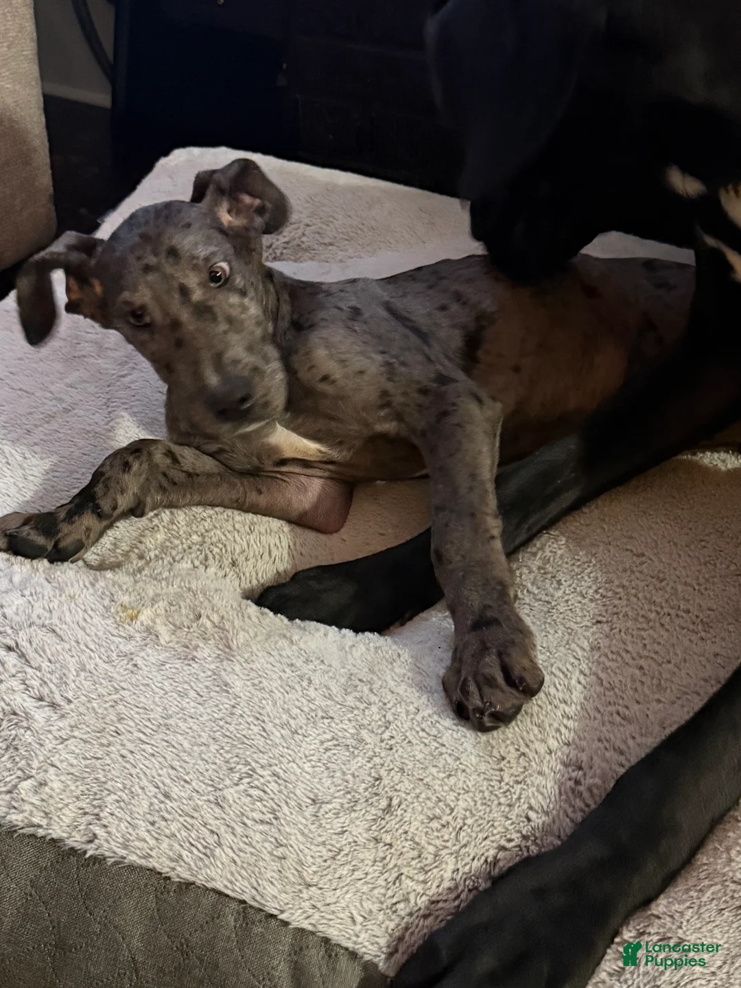 Great Dane dogs for sale: Athena  - Ad 6