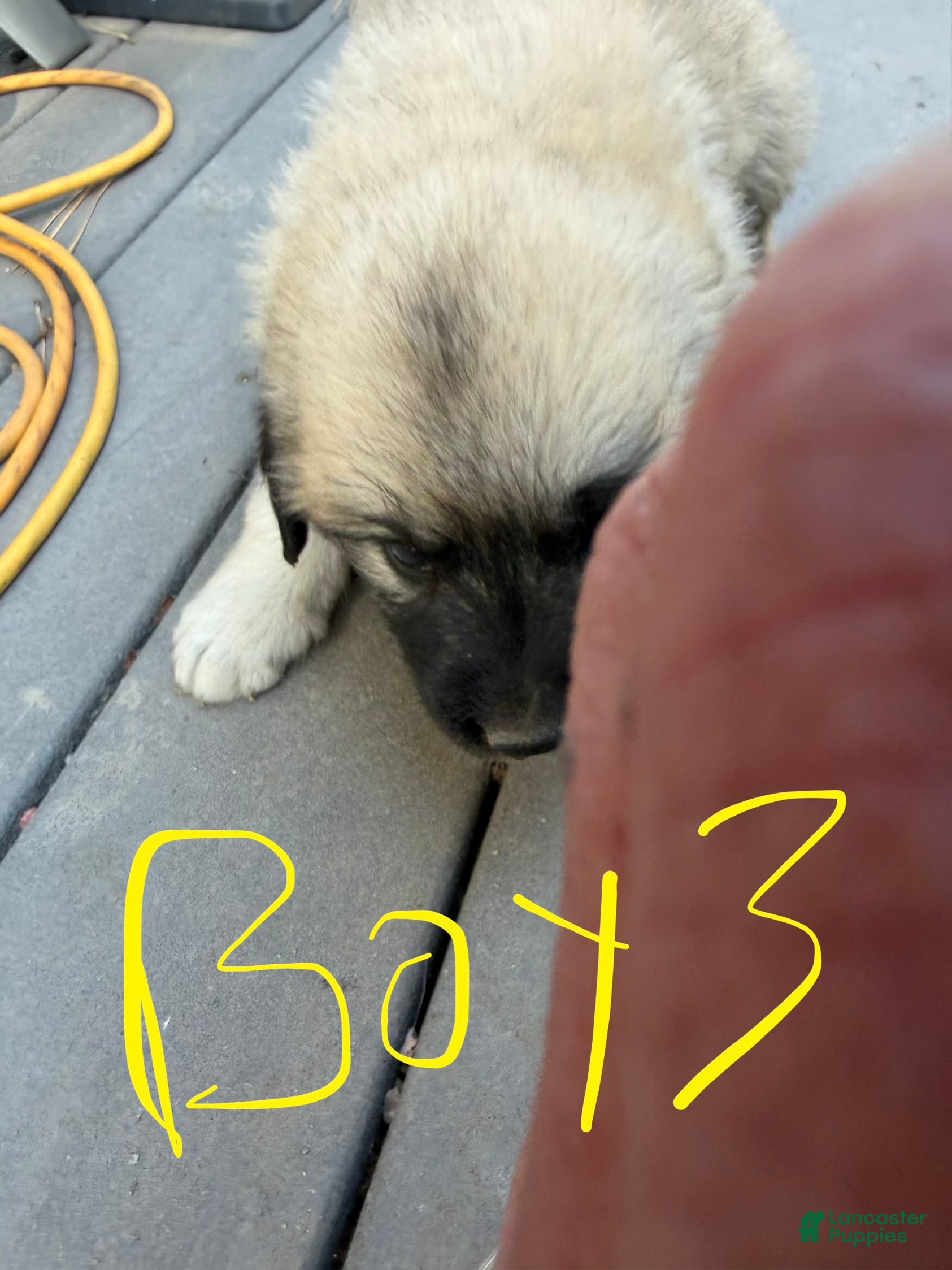Mixed Breed dogs Boy 3 - Ad 1