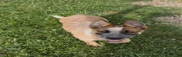 Australian Cattle Dog dogs for sale: Georgie Girl - Ad 4