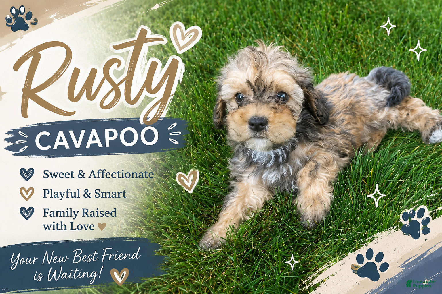 Cavapoo dogs Rusty - Ad 1