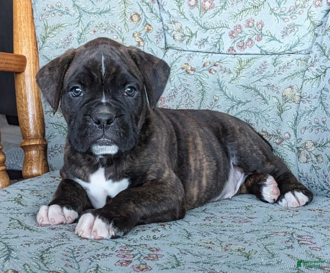 Boxer dogs for sale: Oscar - Ad 1