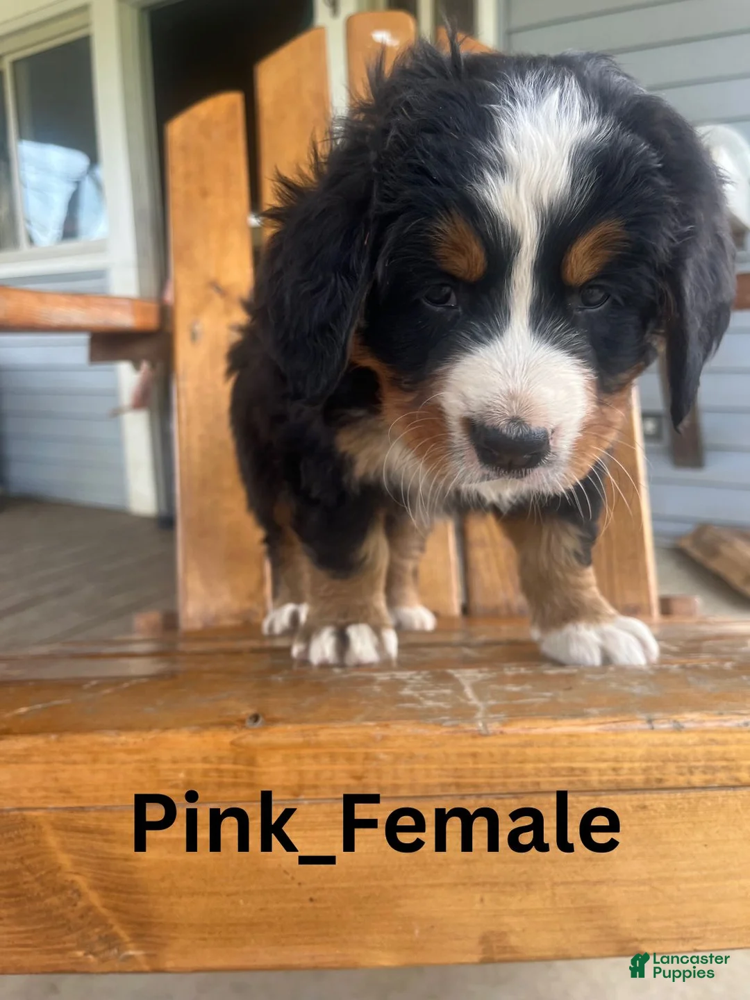 Bernese Mountain Dog dogs for sale: Pink - Ad 1