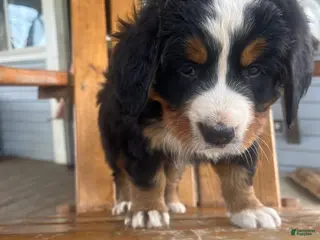 Bernese Mountain Dog dogs Pink - Ad 42