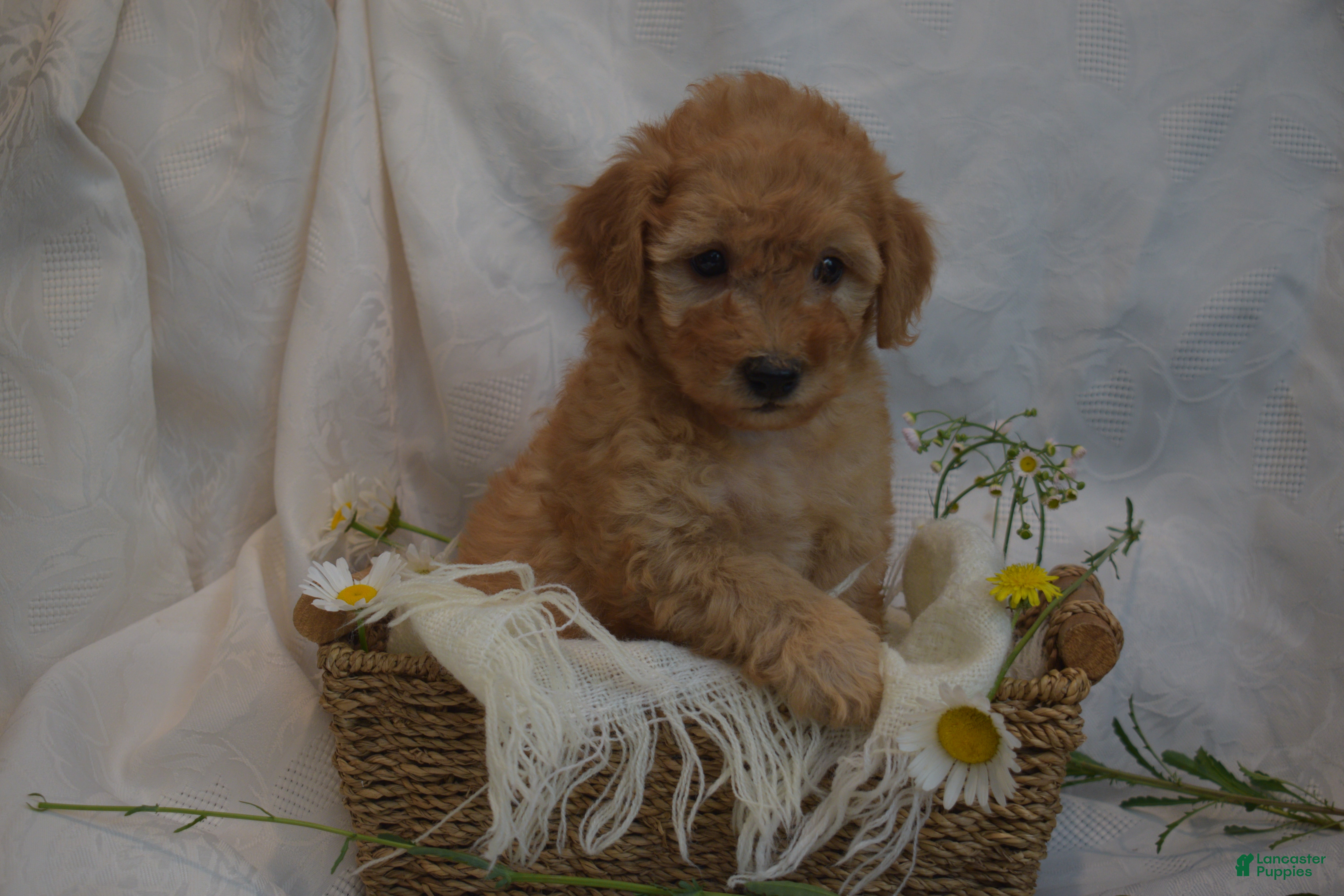 Goldendoodle dogs Maverick-Male - Ad 1