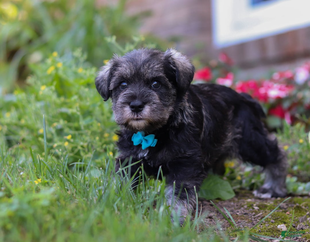 Miniature Schnauzer dogs for sale: Millie - Ad 14
