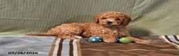 Goldendoodle dogs for sale: Becky - Ad 13