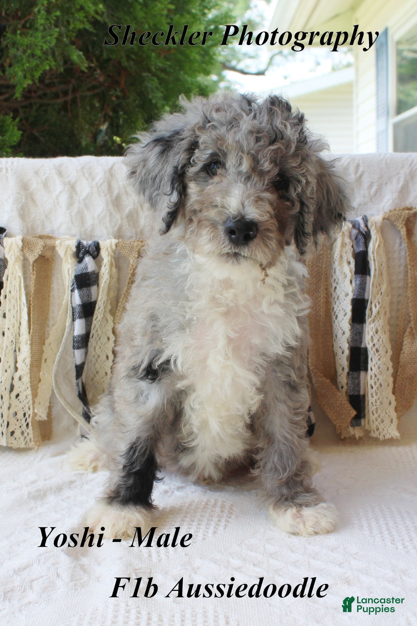 Aussiedoodle dogs Aussiedoodle 3 - Ad 19