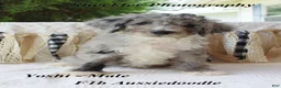 Aussiedoodle dogs for sale: Aussiedoodle 3 - Ad 1