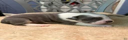 American Bully dogs for sale: Girl 2 - Ad 4
