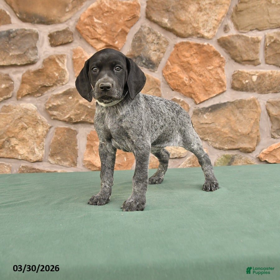 German Shorthaired Pointer dogs Dotty - Ad 1