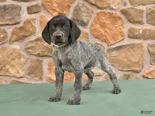 German Shorthaired Pointer dogs for sale: Dotty - Ad 1