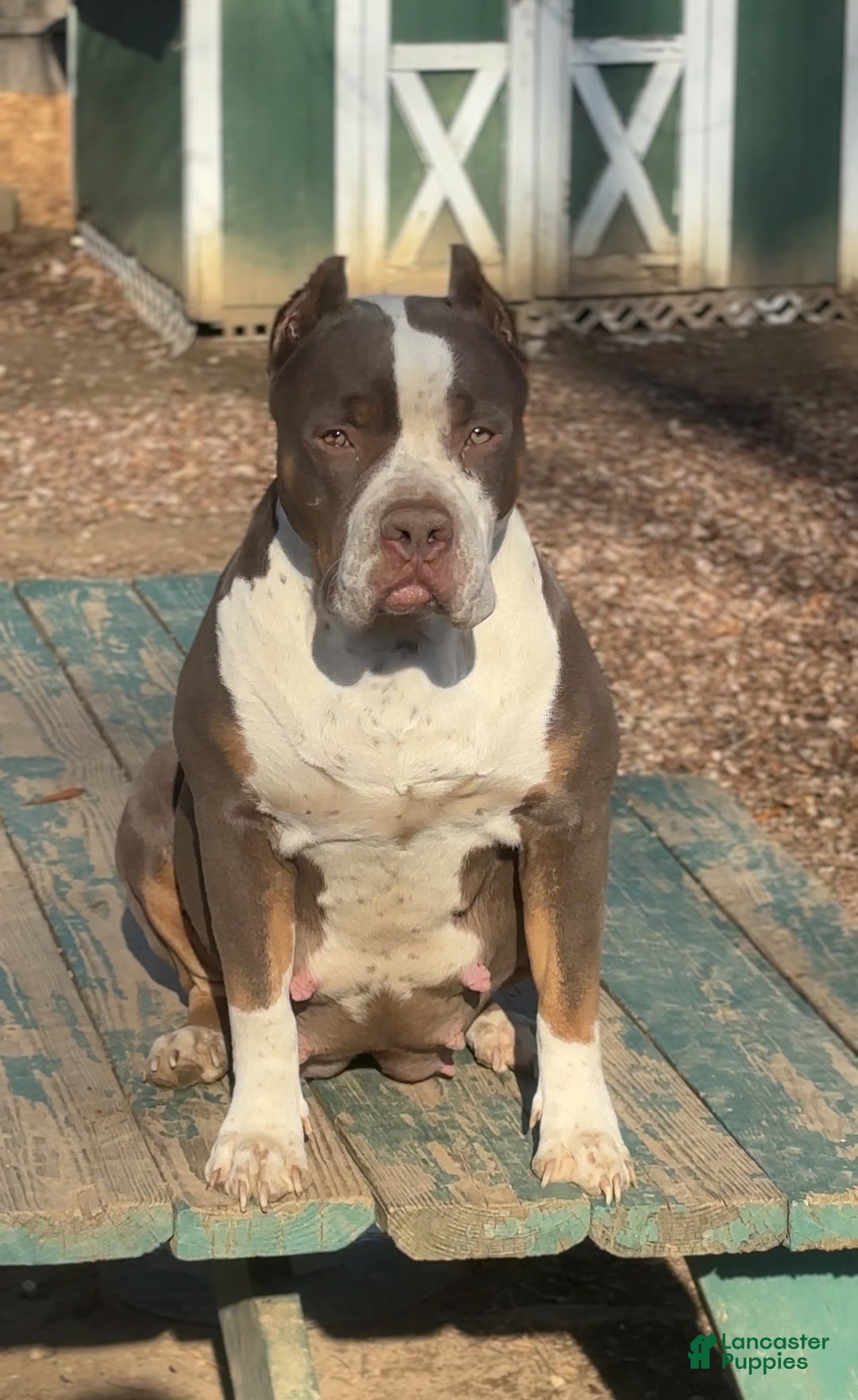 American Bully dogs for sale: Hope - Ad 5