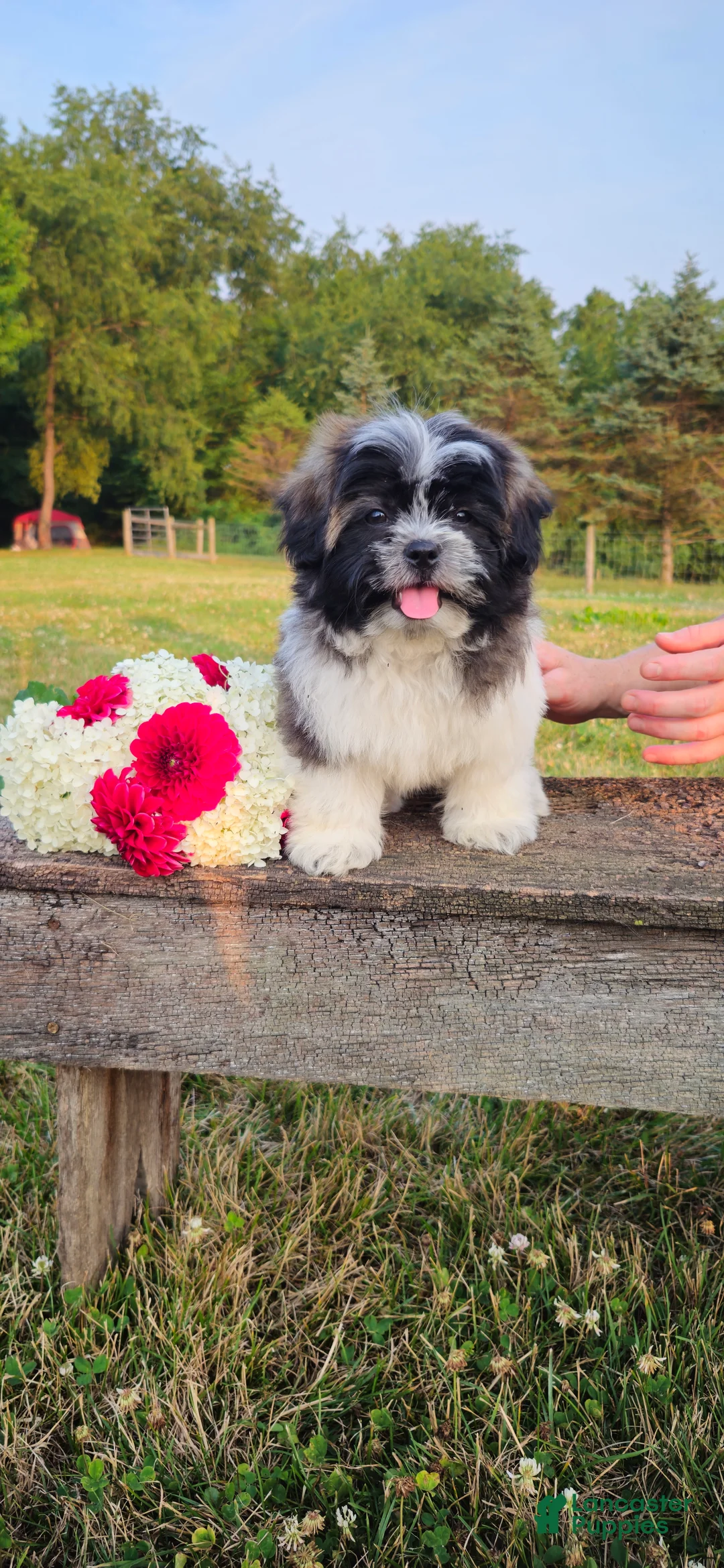 Teddy Bear dogs for sale: Rambo - Ad 1