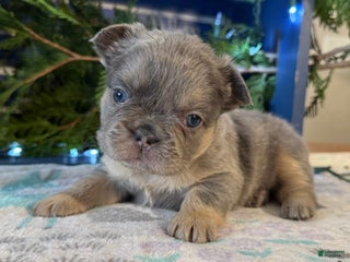 French Bulldog dogs Diane - Ad 35