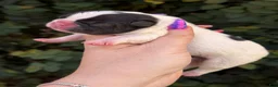 French Bulldog dogs for sale: Cedar - Ad 1