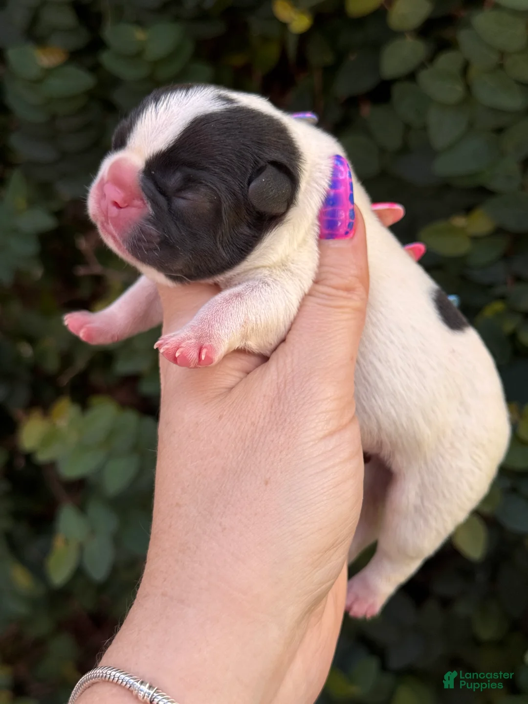 French Bulldog dogs for sale: Cedar - Ad 1