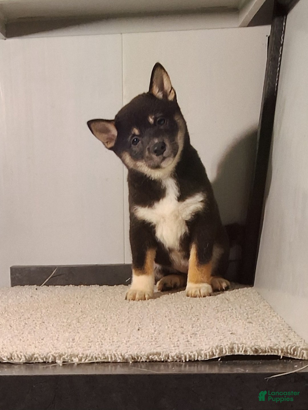 Shiba Inu dogs for sale: Tammie  - Ad 2