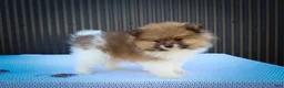 Pomeranian dogs for sale: Marco💙 - Ad 14