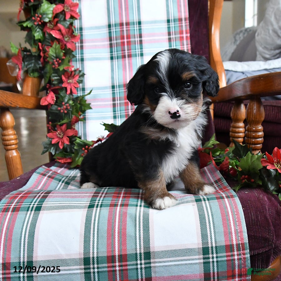 Bernedoodle dogs Cruiser - Ad 9