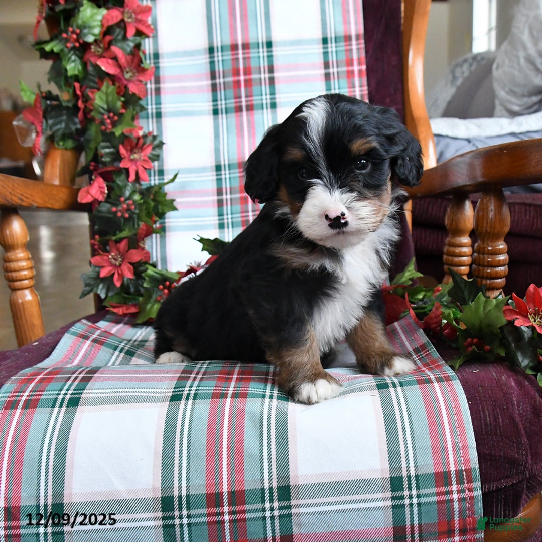 Bernedoodle dogs for sale: Cruiser - Ad 1