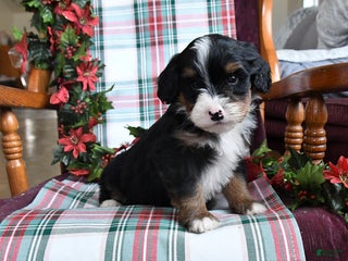 Bernedoodle dogs Cruiser - Ad 3