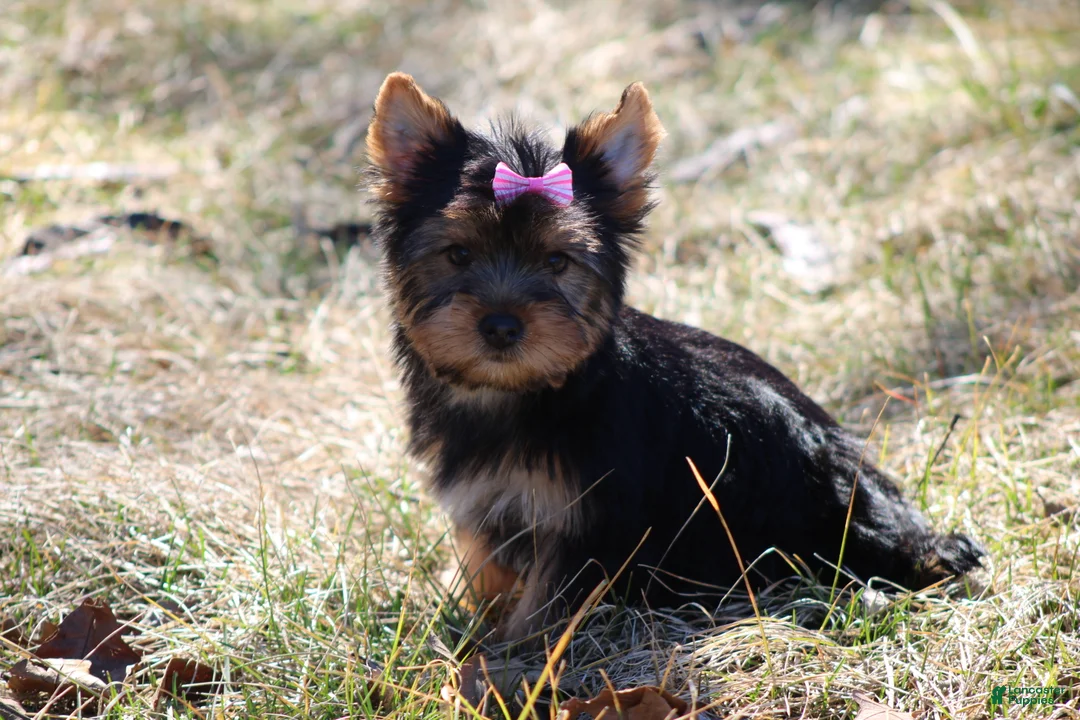 Yorkshire Terrier dogs for sale: Sassy Sarah  - Ad 4