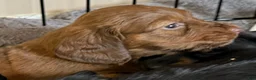Dachshund dogs for sale: Dolly - Ad 5