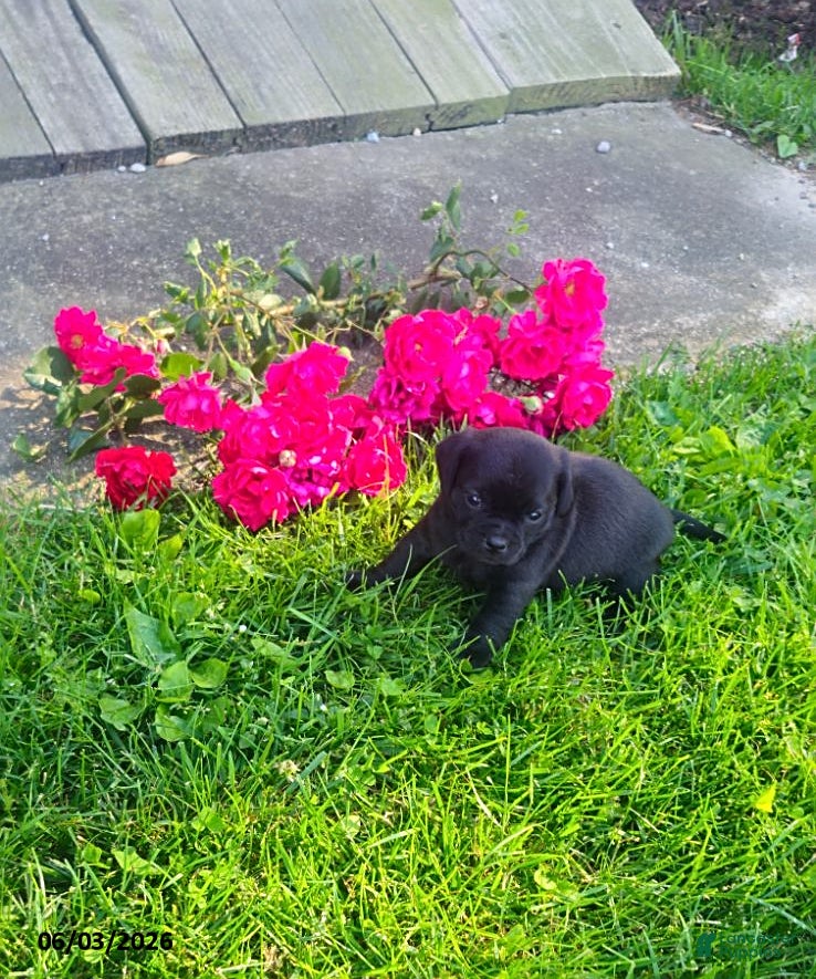 Mixed Breed dogs Katrina - Ad 4