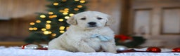 Golden Retriever dogs for sale: Duke - Ad 4