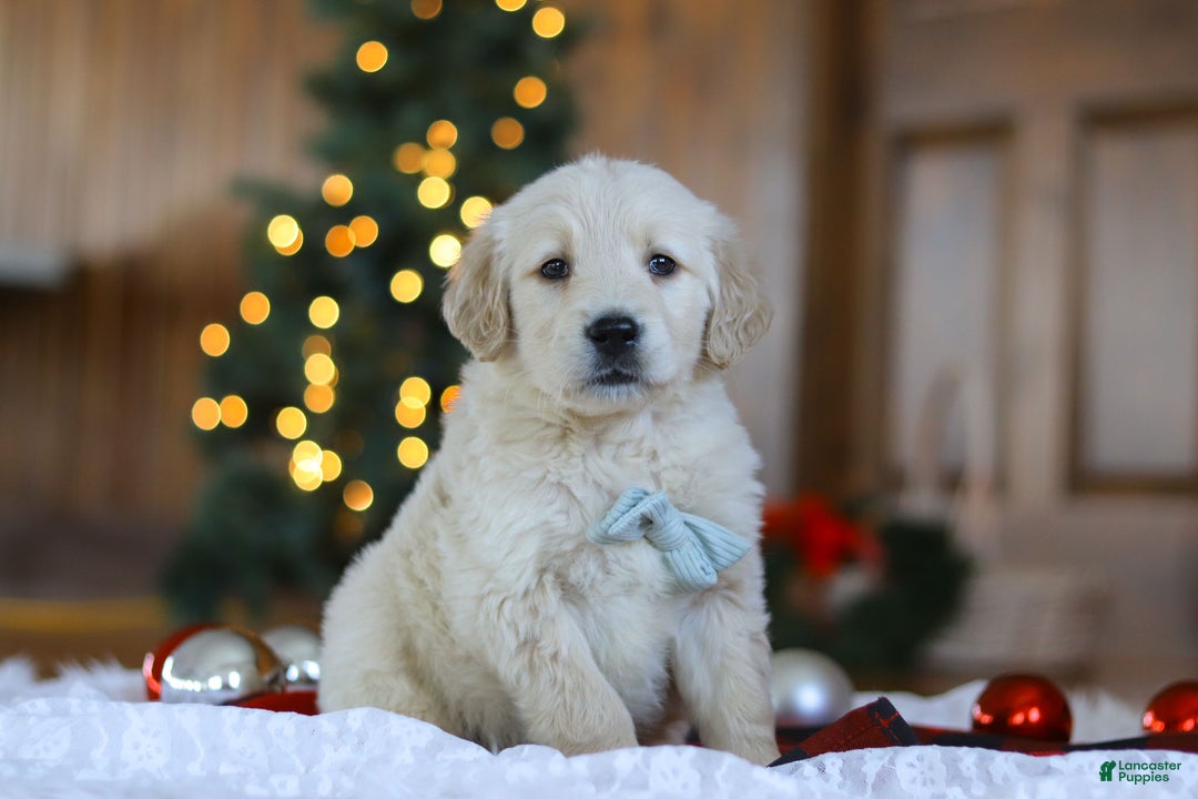 Golden Retriever dogs for sale: Duke - Ad 4