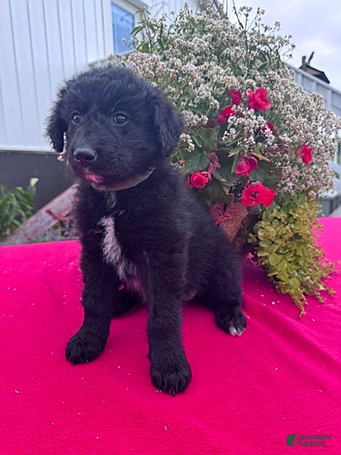 Mixed Breed dogs Teddy - Ad 1
