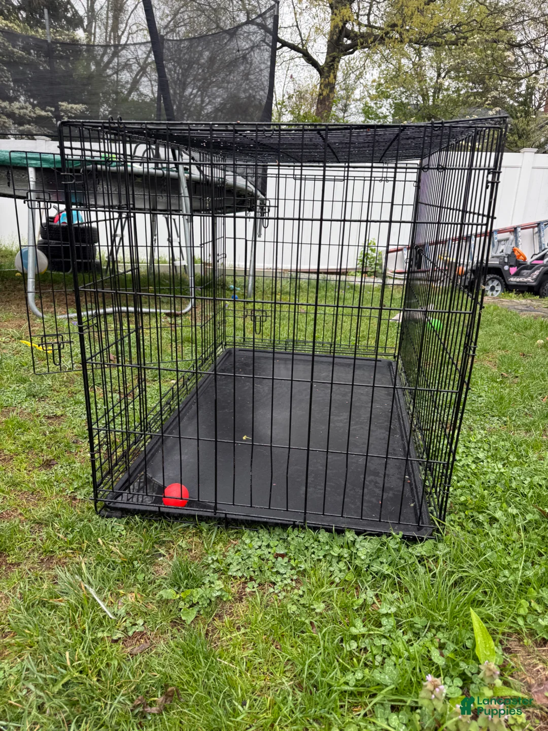 Gerberian Shepsky dogs for sale: Gerberian Shepsky Puppy 1 - Ad 4