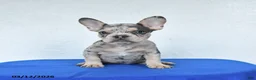 French Bulldog dogs for sale: Blossom - Ad 3
